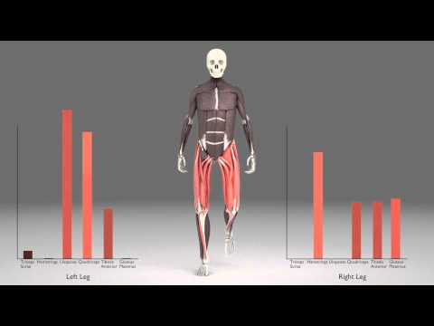 Leg Muscles During Walking