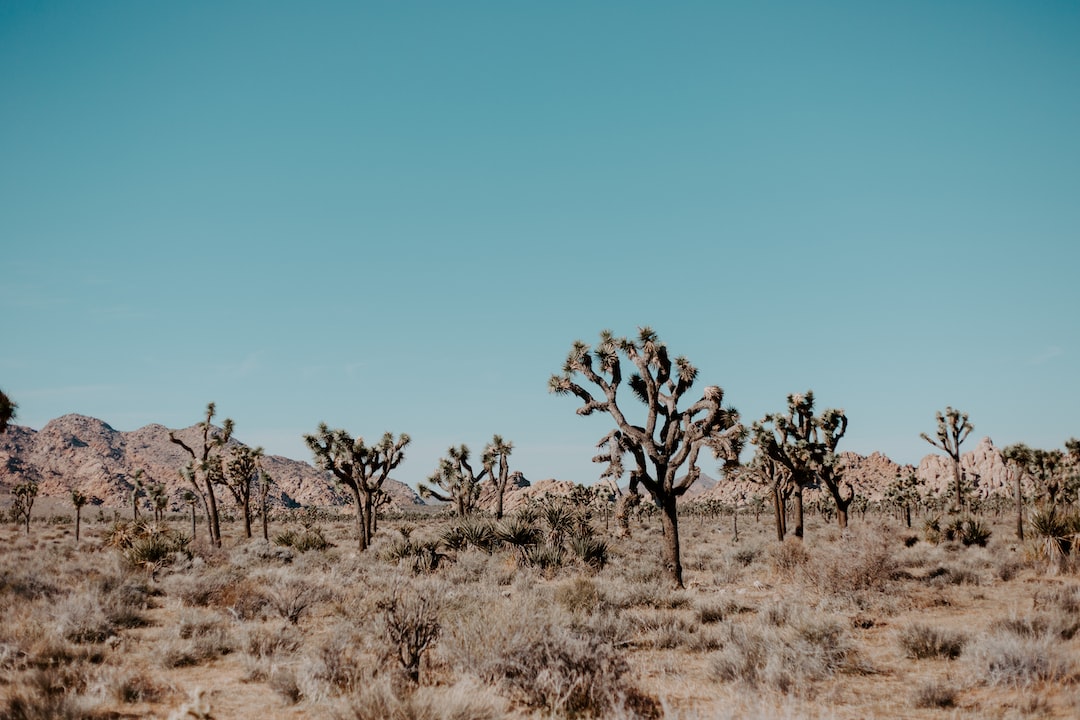 Free Camping in Joshua Tree National Park (My Favourite Location)