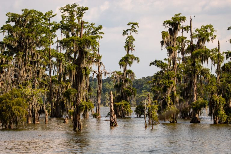 Discover Louisiana’s 7 Most Breathtaking Hiking Trails