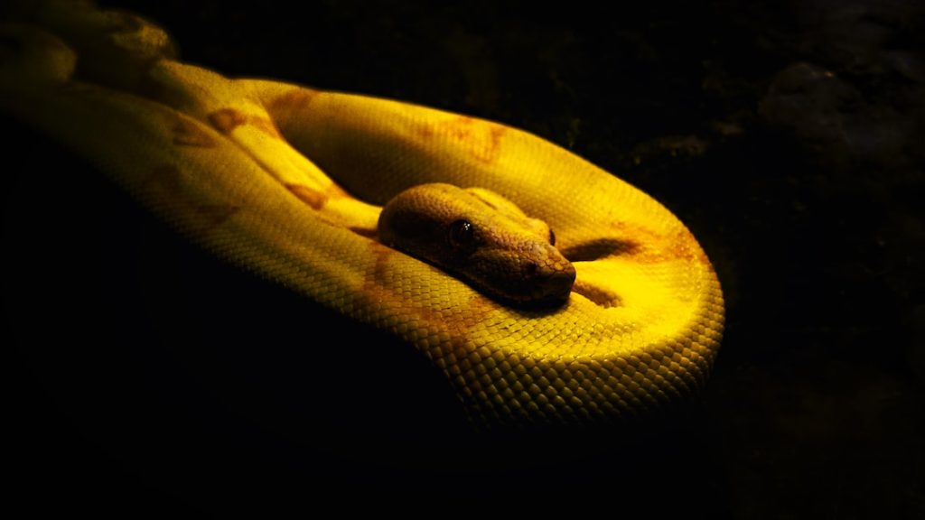 yellow snake