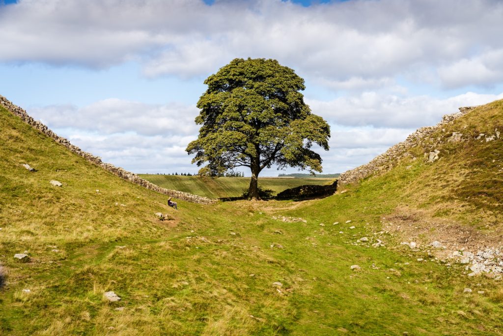 a lone tree in the middle of a grassy field