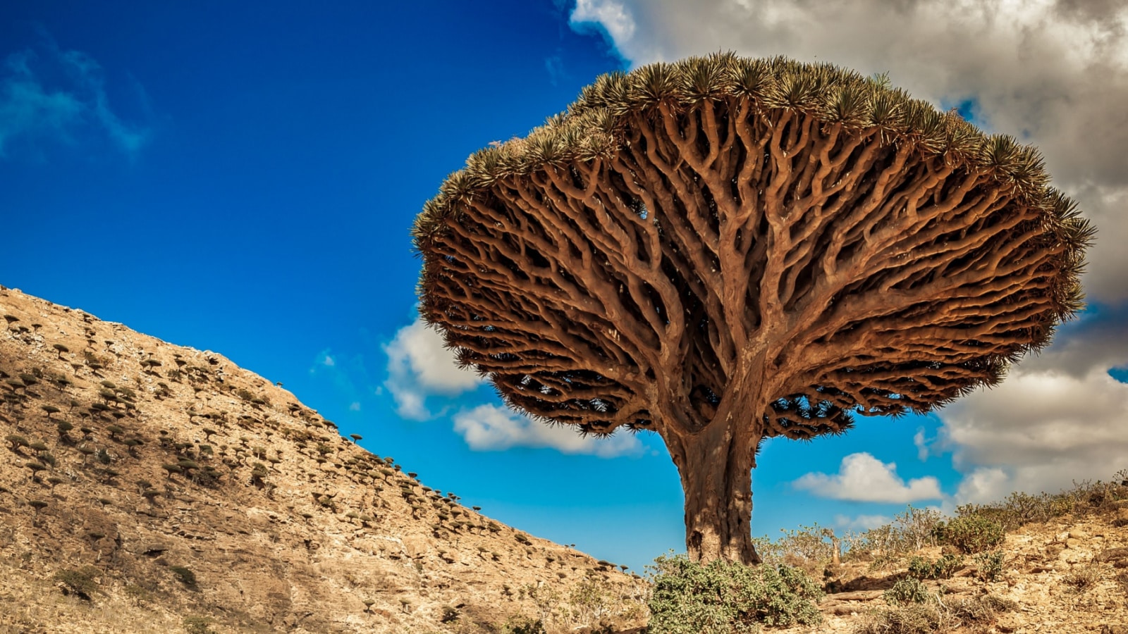 Dragon trees on Socotra Island, Yemen
