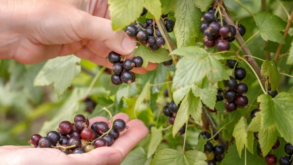 The woman collects black currant. Ripe berries of black currant on the branch. Healthy berries of black currant in a bowl in a summer garden. Healthy eating concept