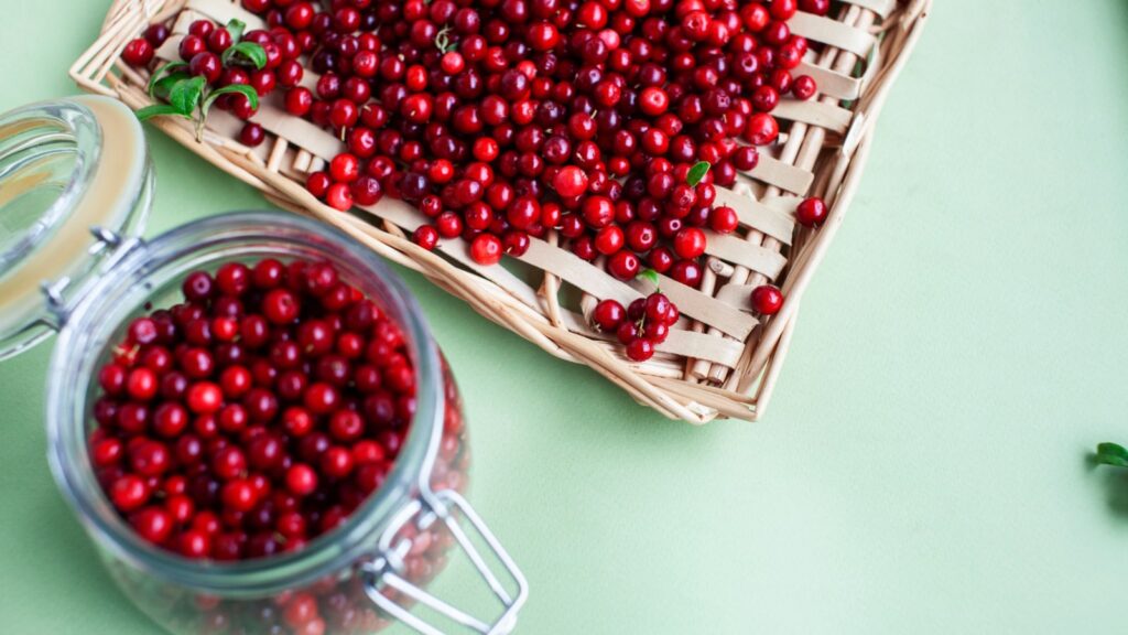 autumn berries on table, lingonberry raw closeup