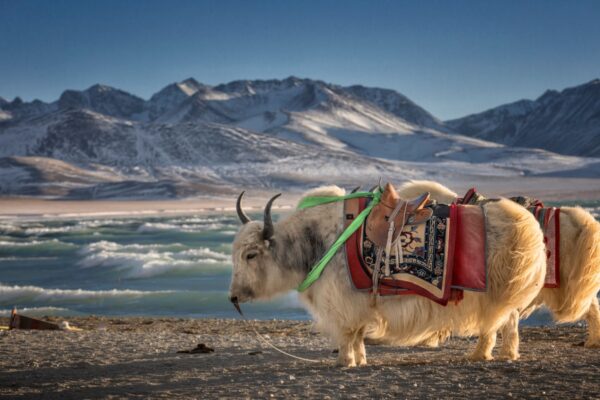 Yak, Namtso Lake in Tibet,China