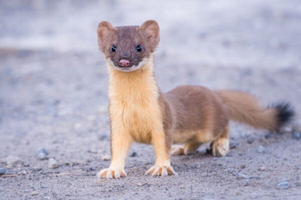 Weasel