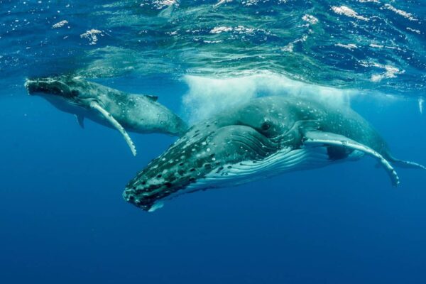 Snorkeling with humpback whales near Salt Cay