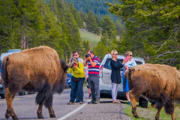 YELLOWSTONE, MONTANA, USA MAY 24, 2018: Outdoor view of unidentified people taking pictures of huge american Bison in the road in Yelowstone National Park
