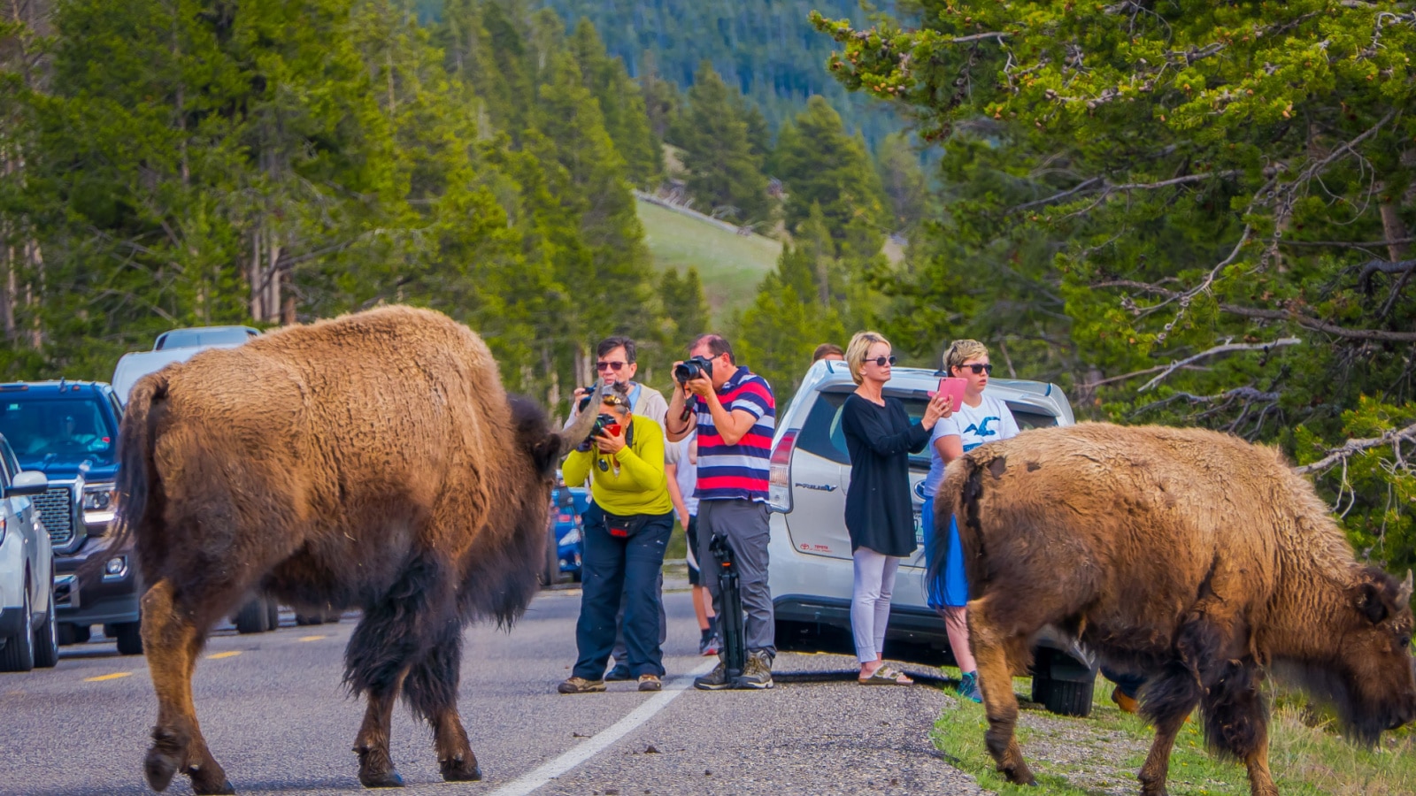 YELLOWSTONE, MONTANA, USA MAY 24, 2018: Outdoor view of unidentified people taking pictures of huge american Bison in the road in Yelowstone National Park