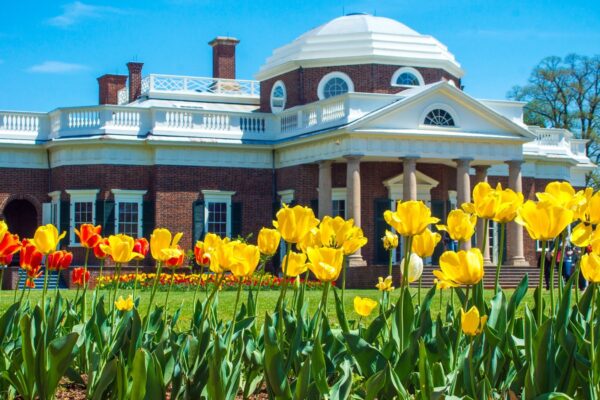 Yellow tulips with Monticello Home in background - Spring Garden in Charlottesville, Virginia