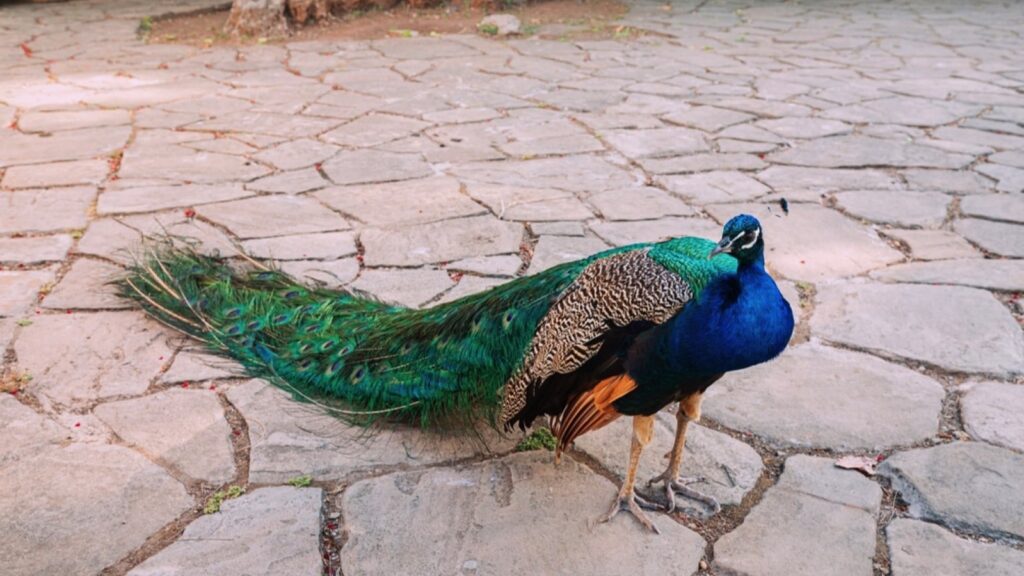 Peacock-in-backyard