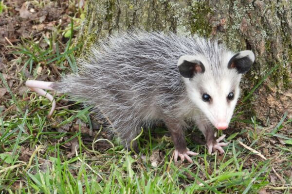 baby Opossum in my yard